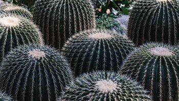 Cacti, succulents and plants from arid areas around the world are displayed in the Dry Plant House of the Forsgate Conservatory, including this Golden Barrel Cactus (<i>Echinocactus grusonii</i>).